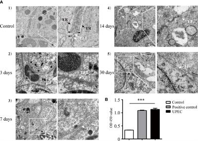 Uropathogenic Escherichia coli Infection Compromises the Blood-Testis Barrier by Disturbing mTORC1-mTORC2 Balance